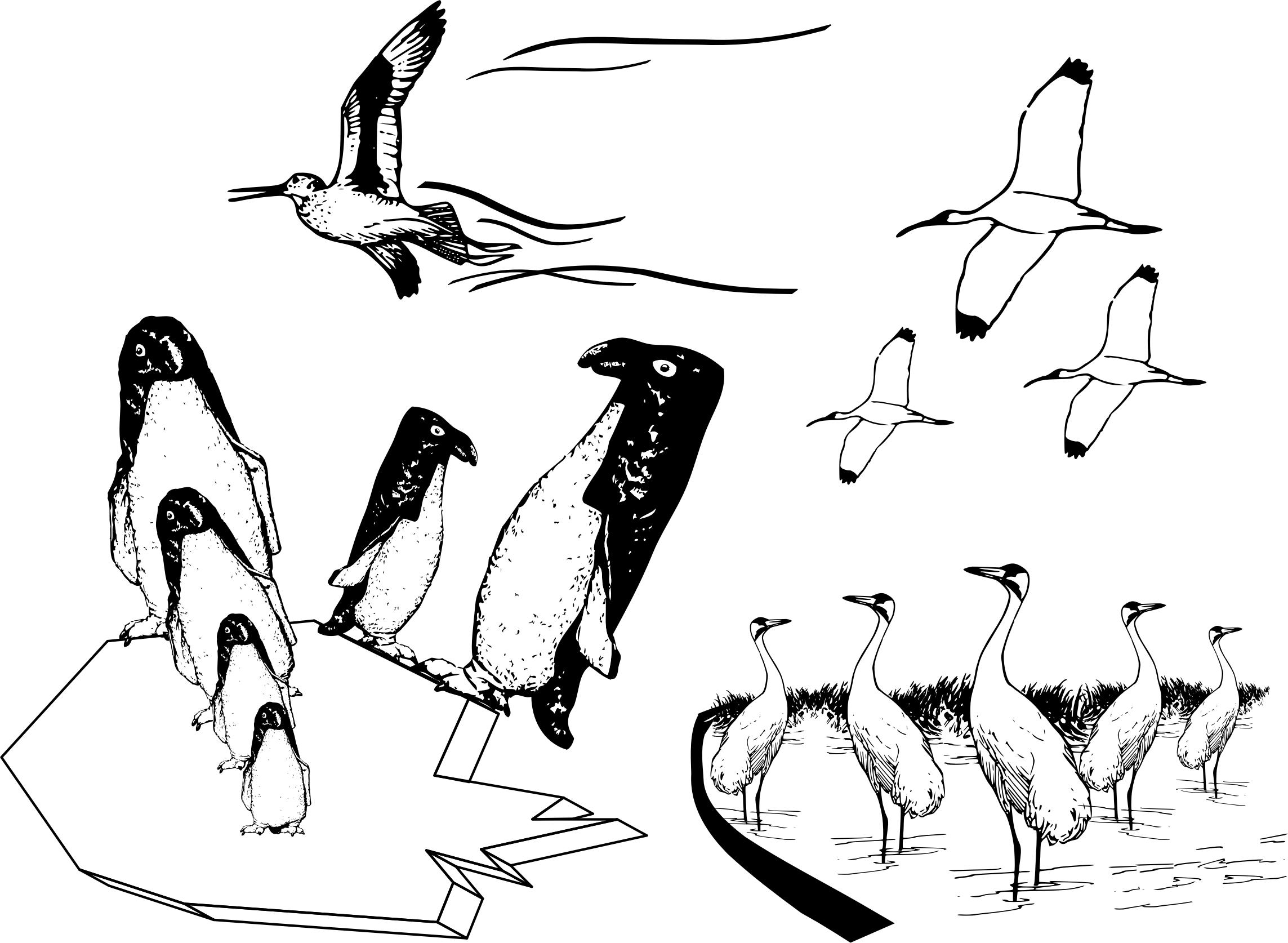 Many birds flying in different scenes png