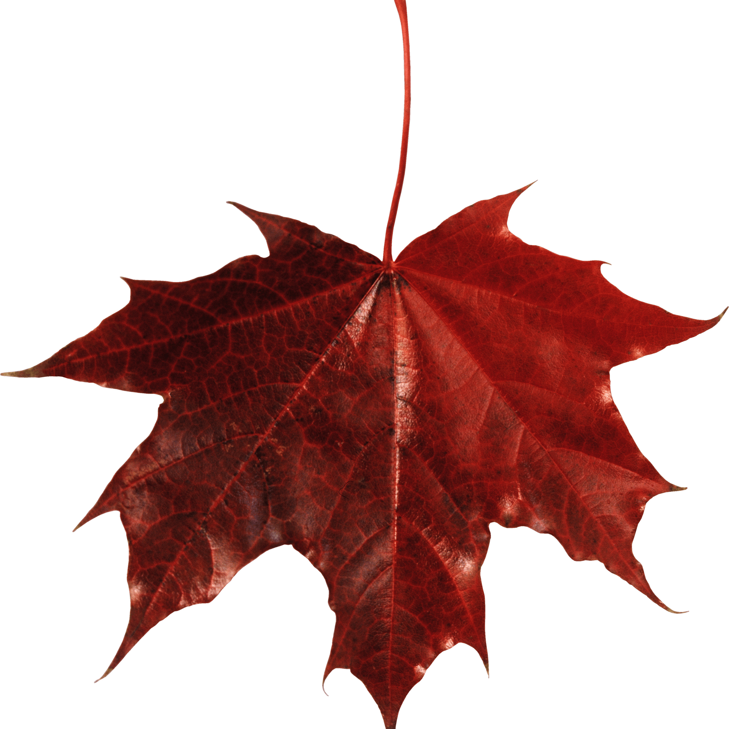 Maple Leaf Canada icons