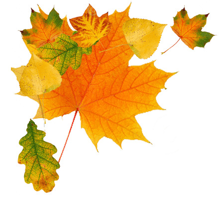 Maple Leaf Falling icons