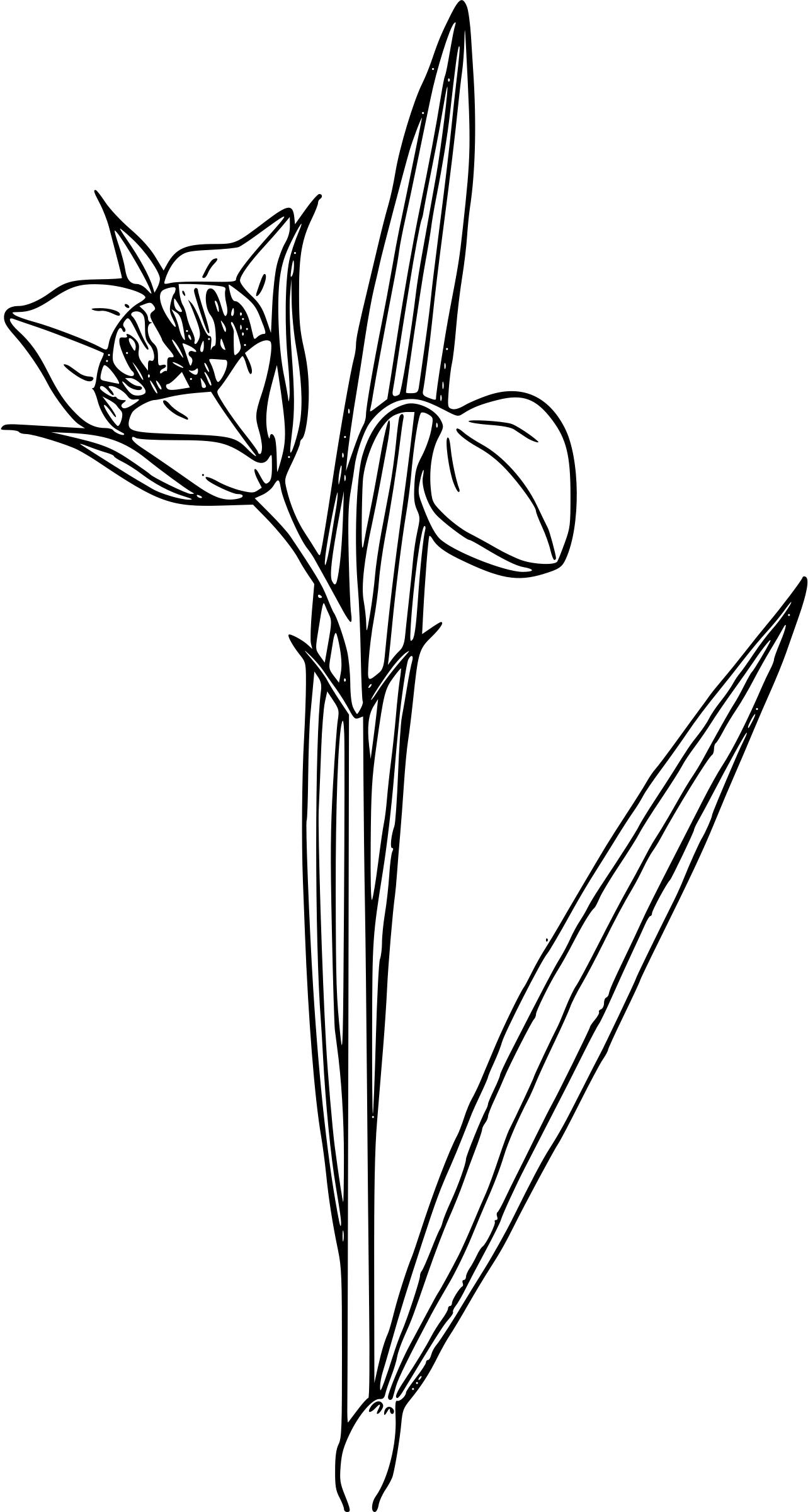 Mariposa lily png