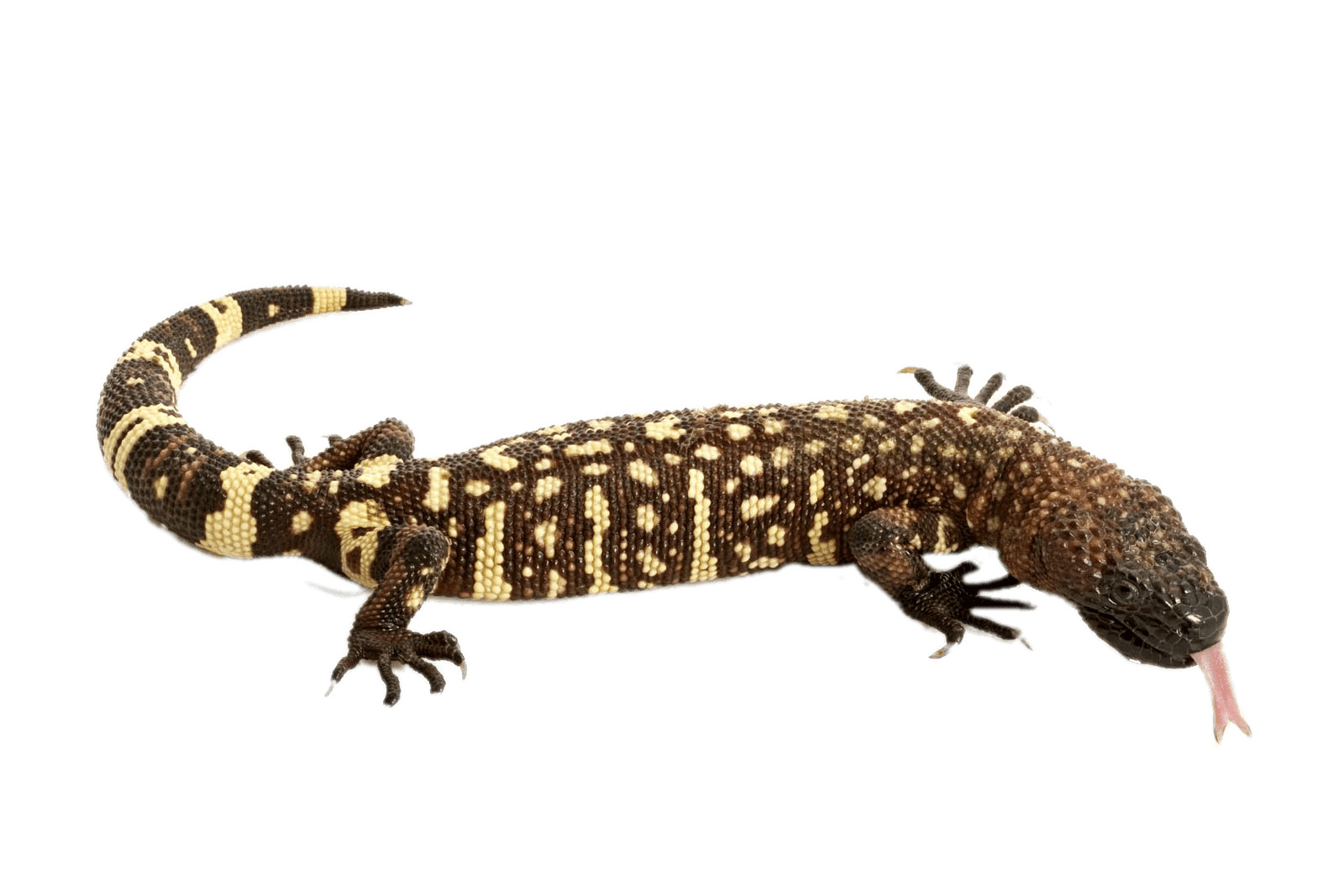 Mexican Beaded Lizard png icons
