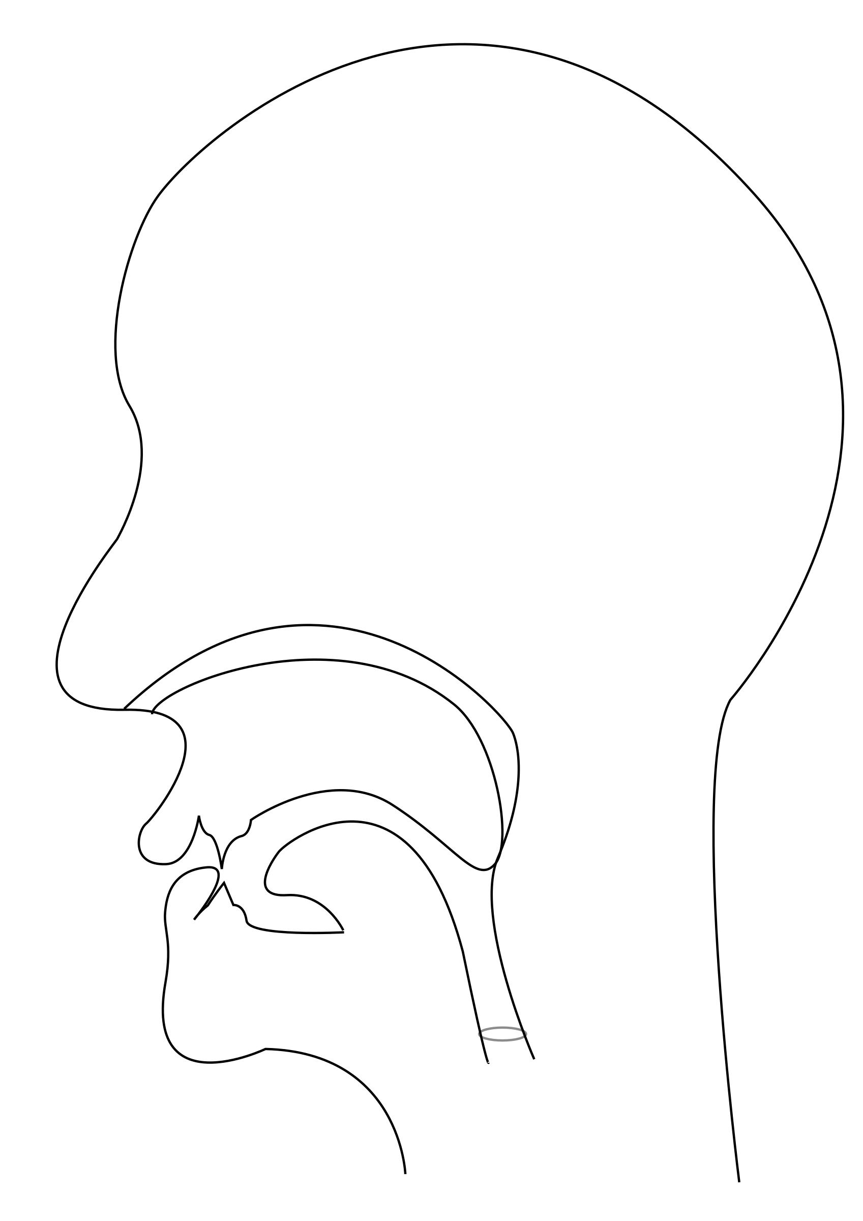 midsagittal F - voiceless labiodental fricative png