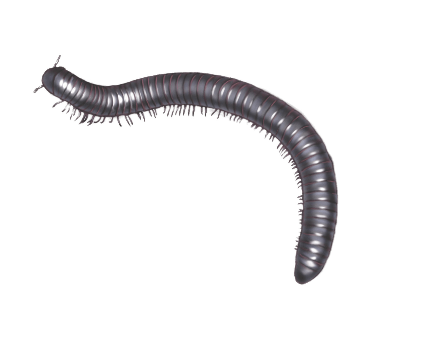 Millipede Illustration png icons