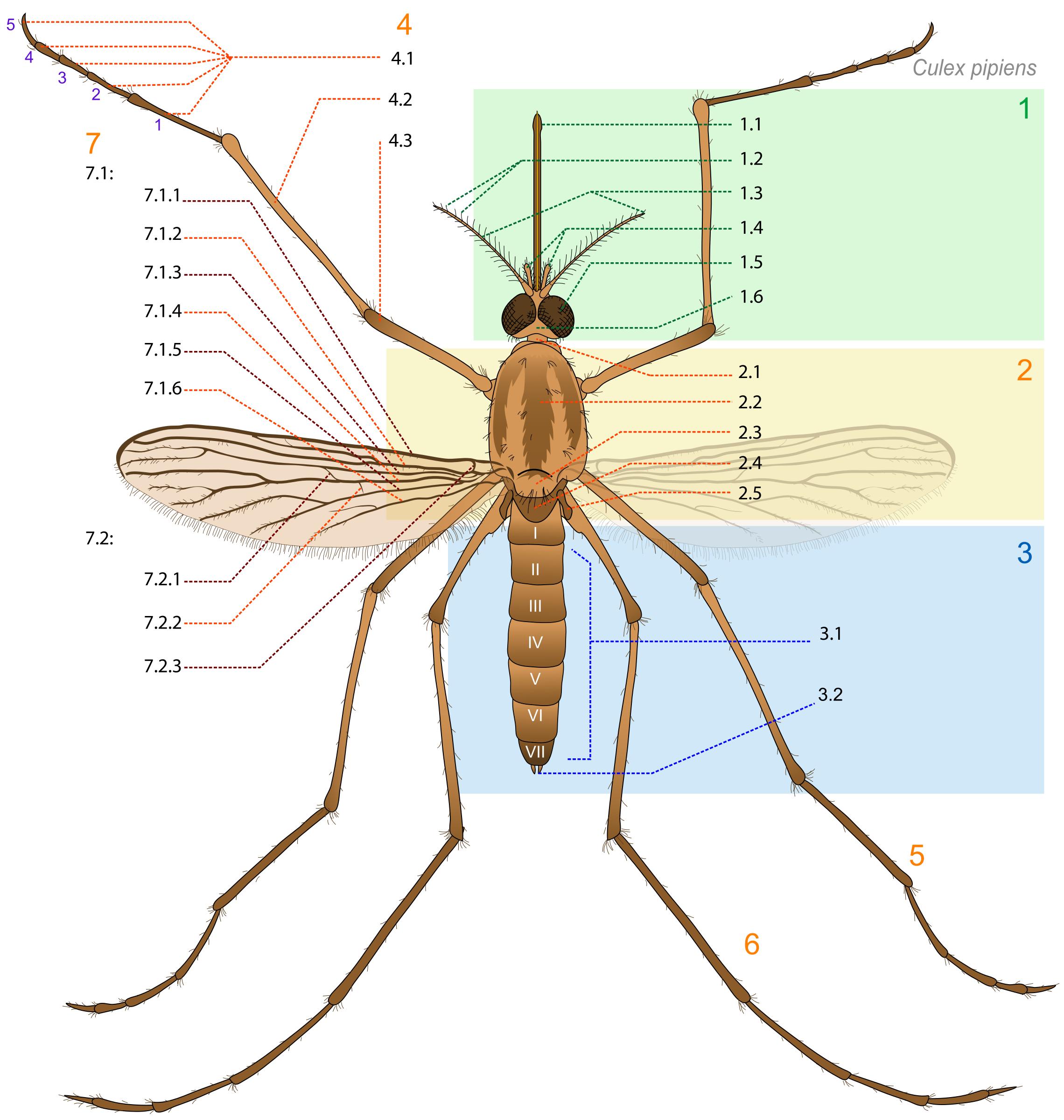 Mosquito parts png