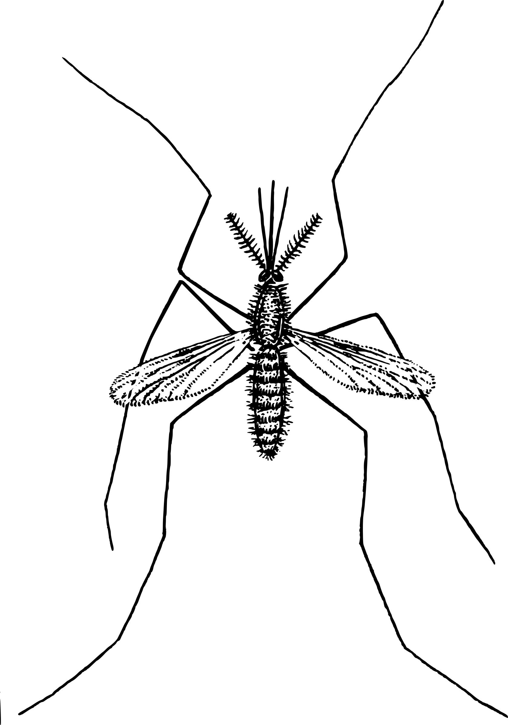Mosquito png