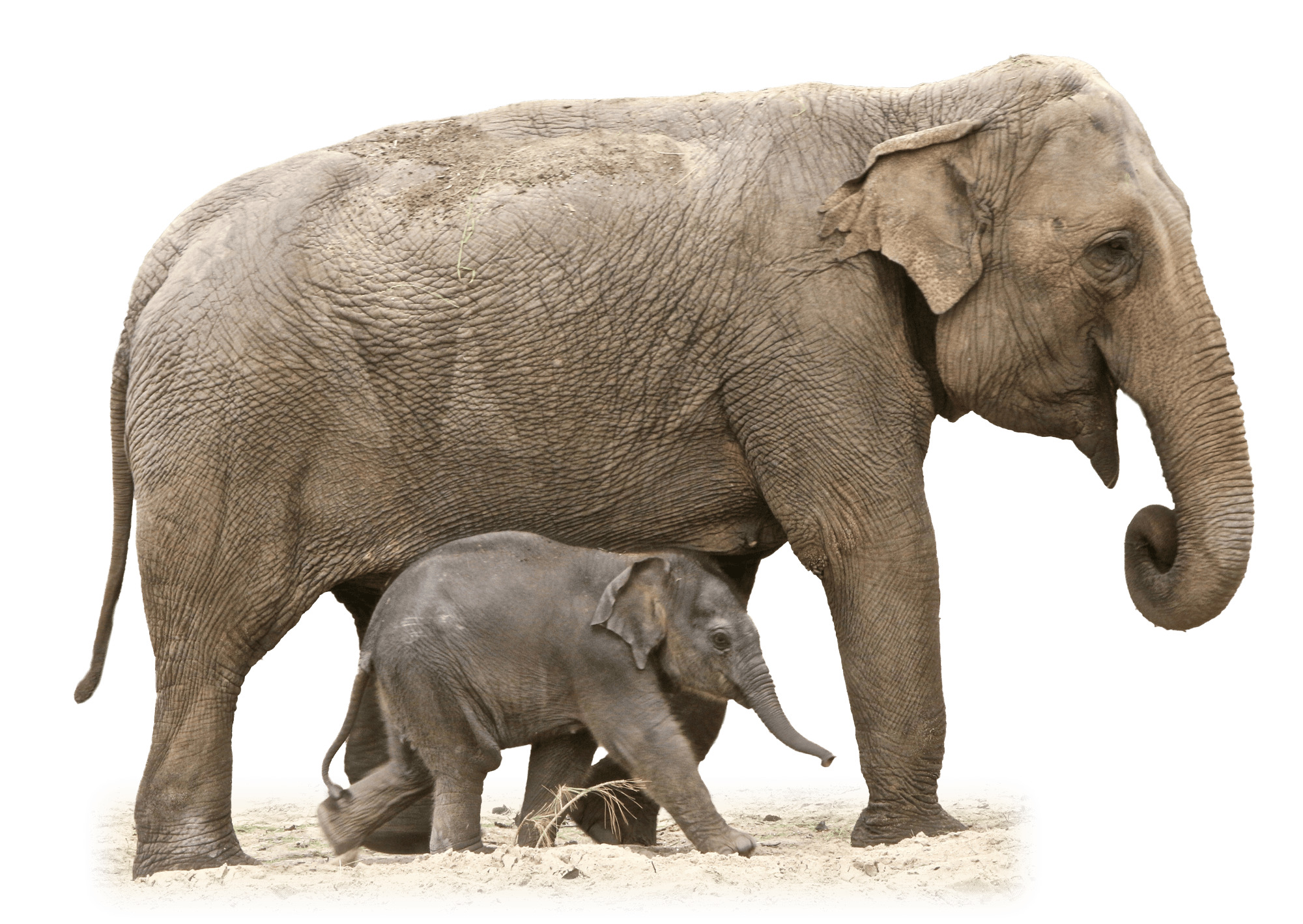 Mother and Baby Elephant icons
