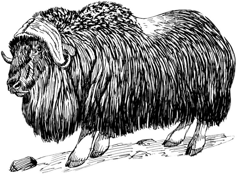 Musk Ox Drawing Black and White icons