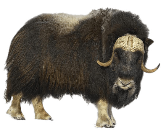 Musk Ox PNG icons