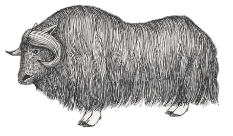 Muskox Drawing icons