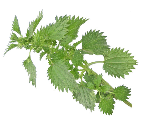 Nettle Branch png icons