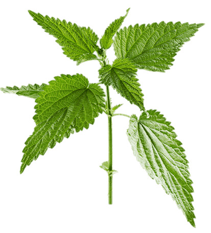 Nettle Plant png icons
