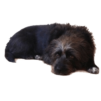 Old Black Dog Lying Down icons