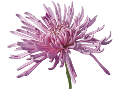 Open Chrysanthemum icons