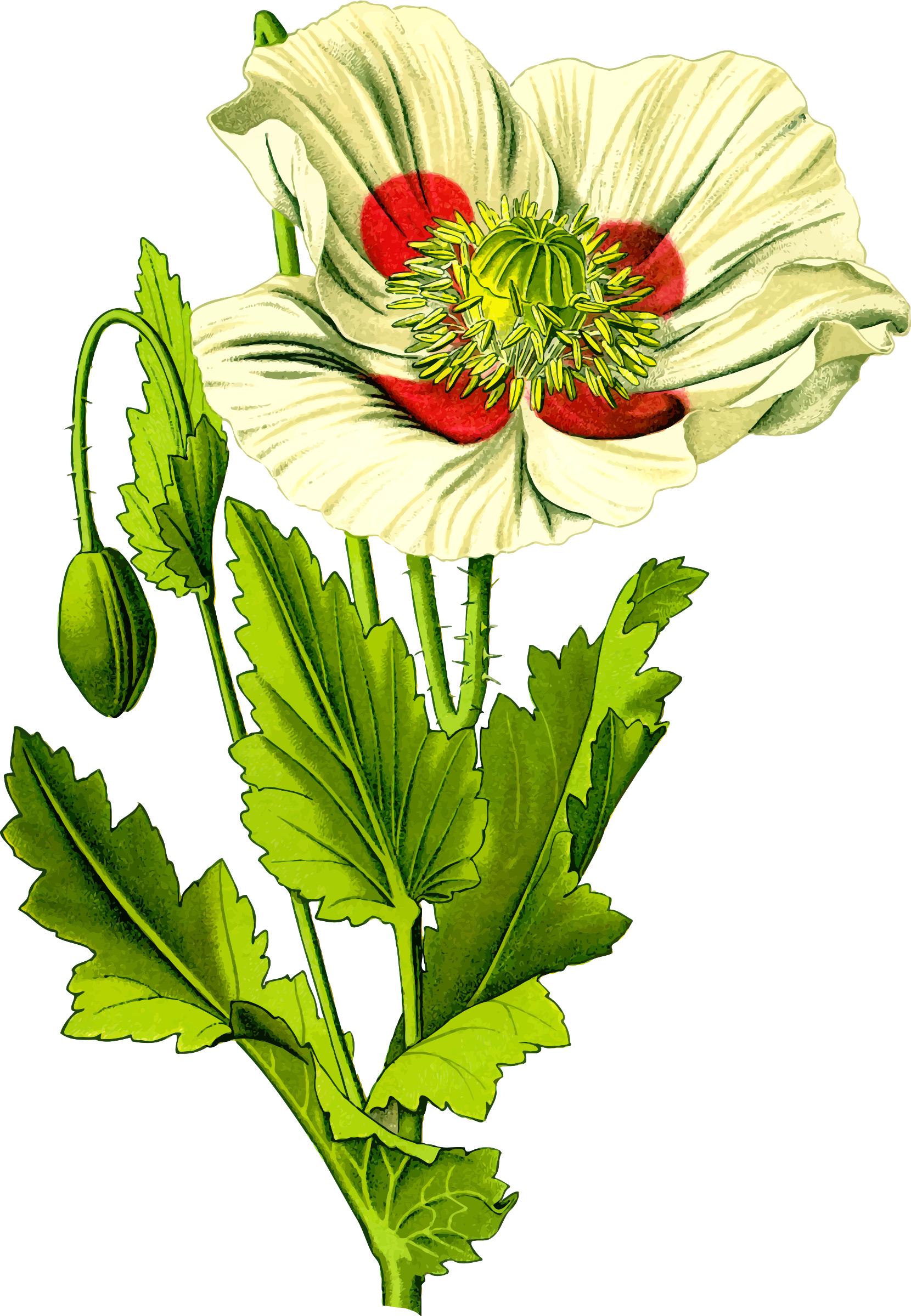 Opium poppy 3 (detailed) png