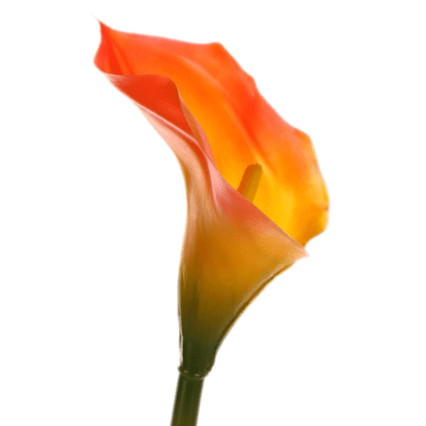 Orange Calla Lily icons