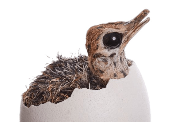 Ostrich Chick Hatching png