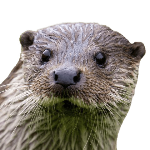 Otter Close Up PNG icons