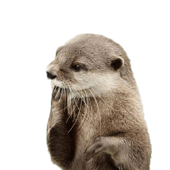 Otter Fingers In Mouth png icons