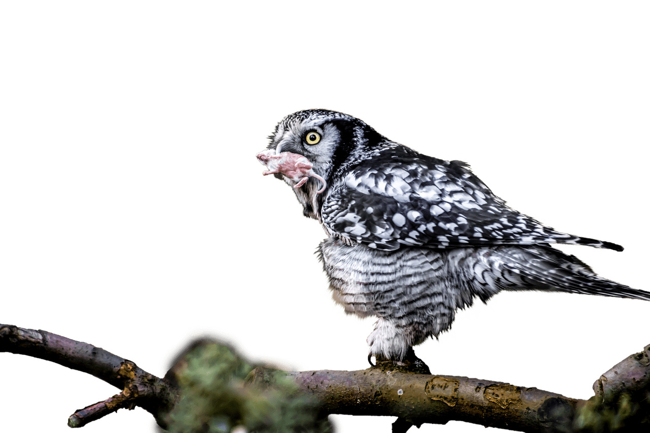 Owl With Catch In Mouth png