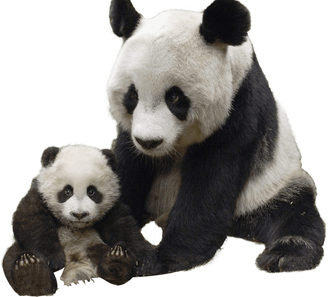 Panda and Baby png icons