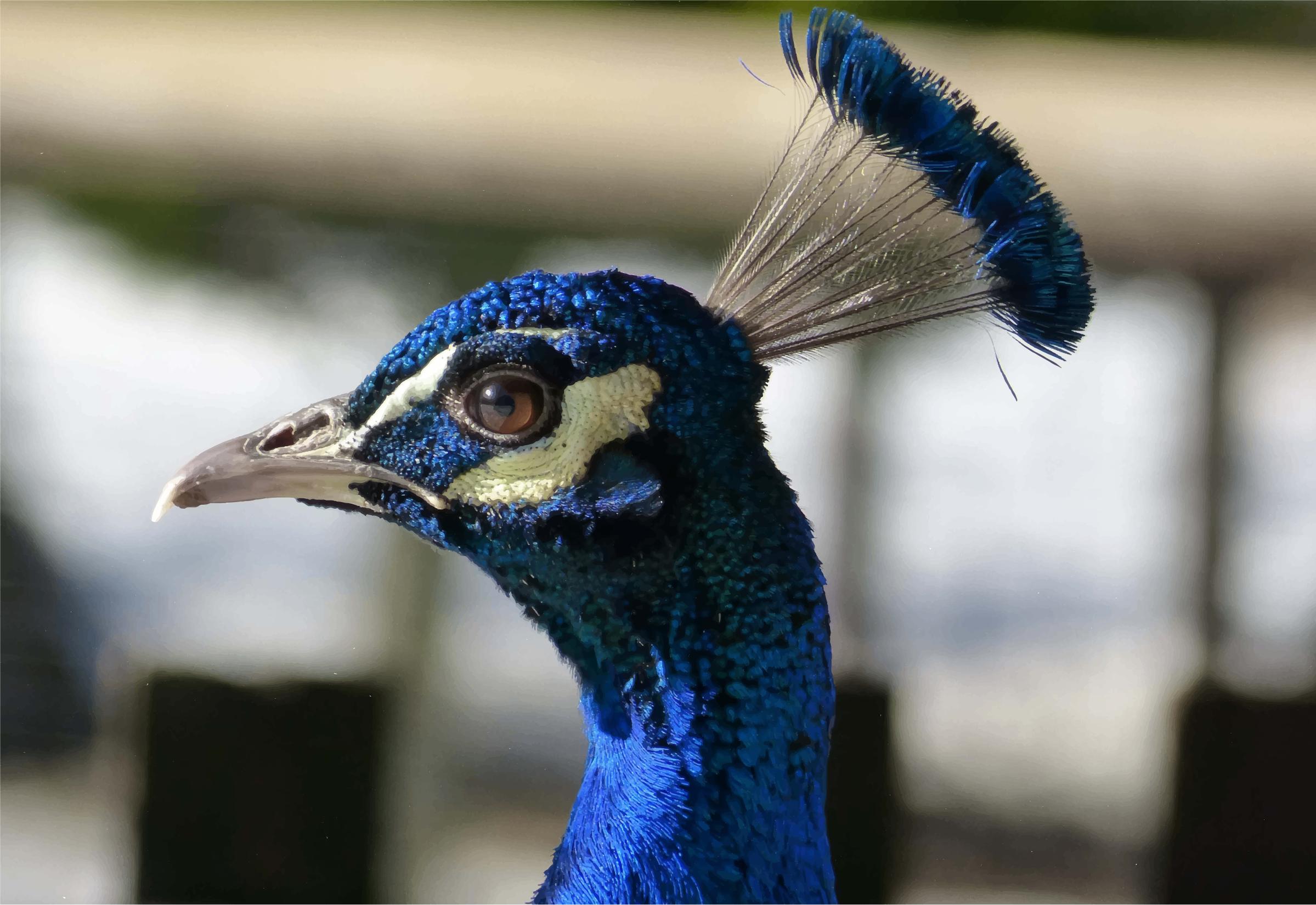 Peacock Head Closeup png