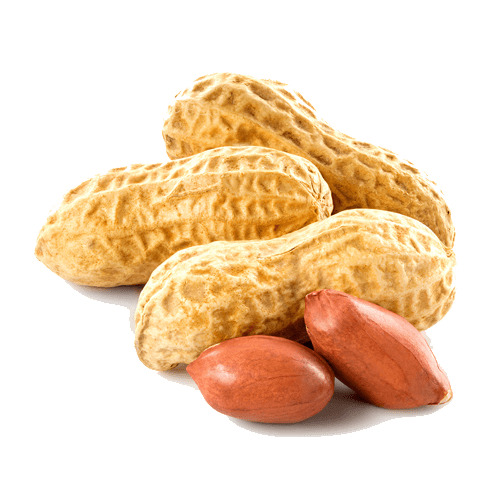 Peanut Close Up png icons