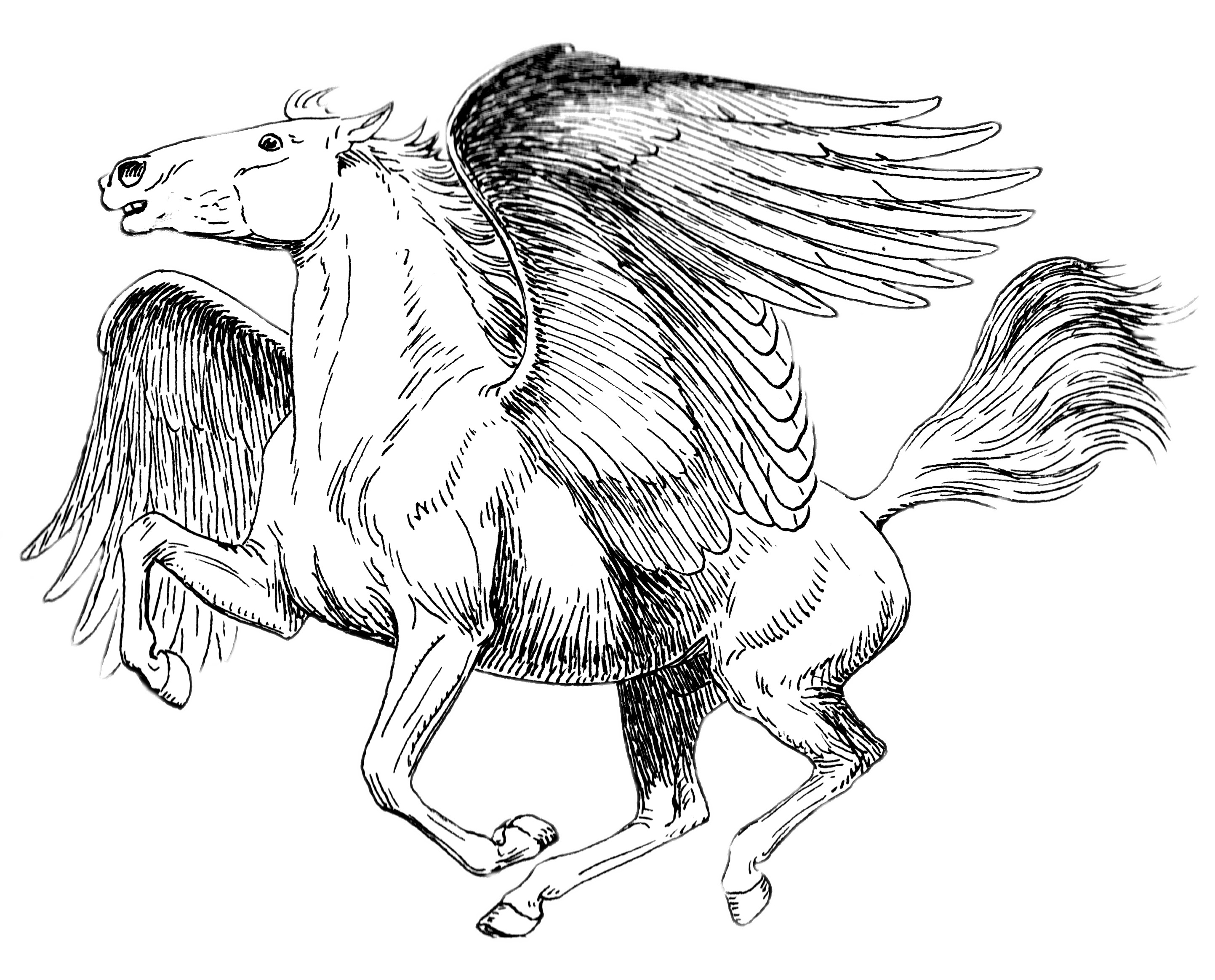 Pegasus Black and White Drawing png icons