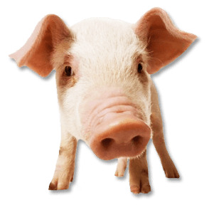 Pig Face png