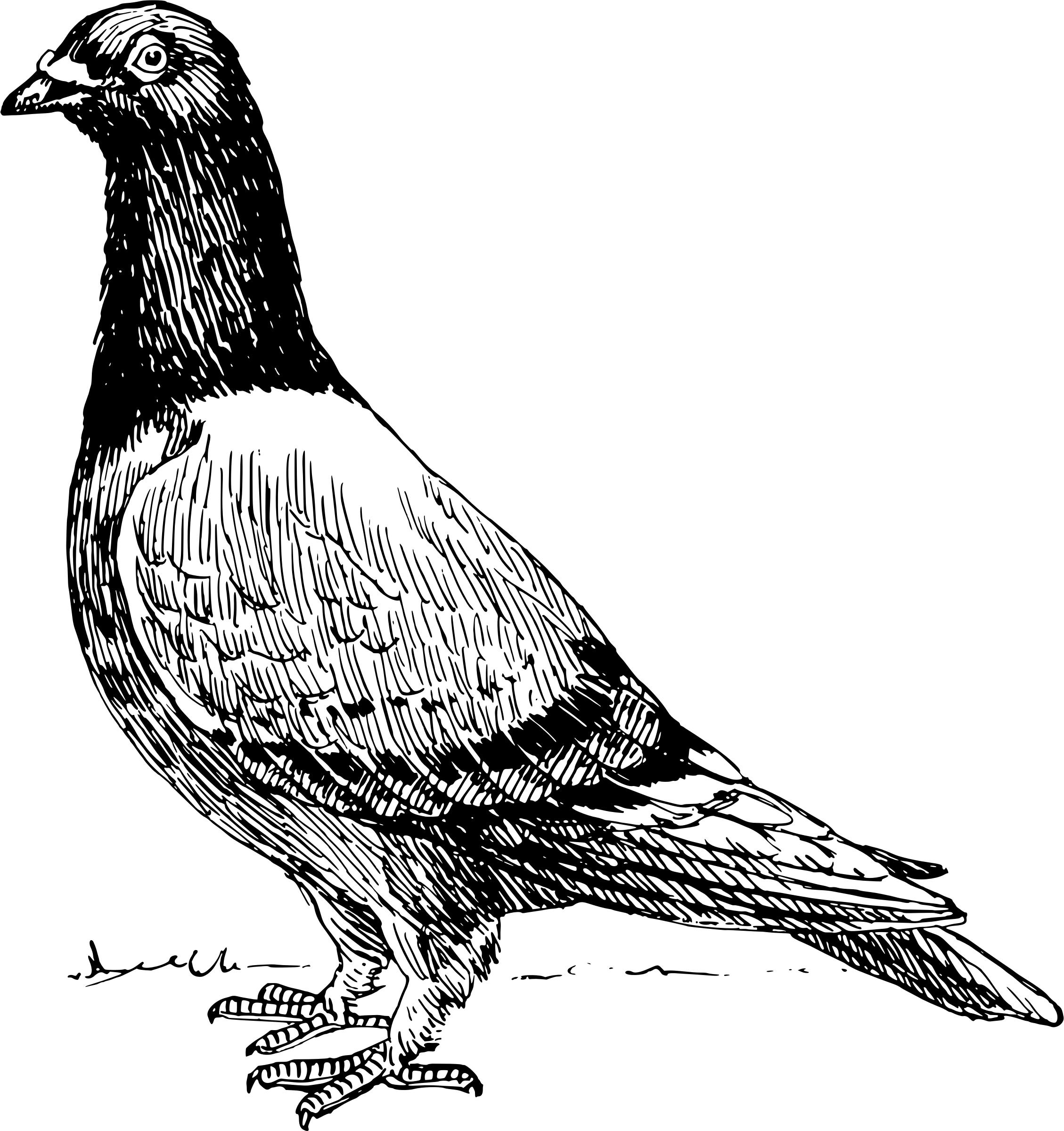 Pigeon 2 png