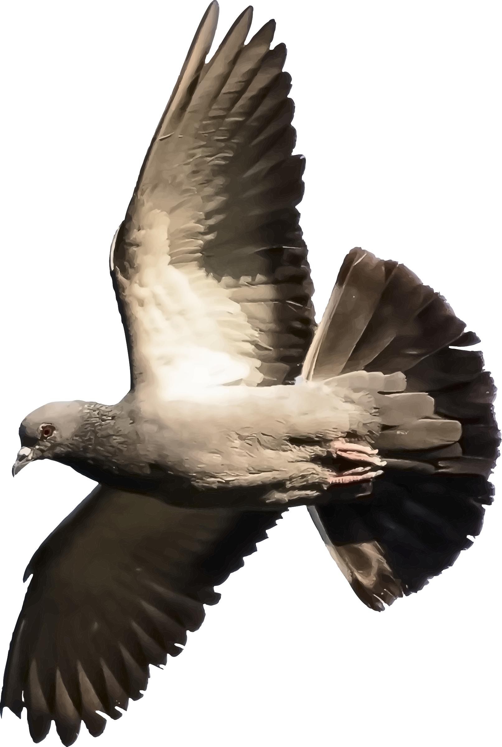Pigeon (detailed) png