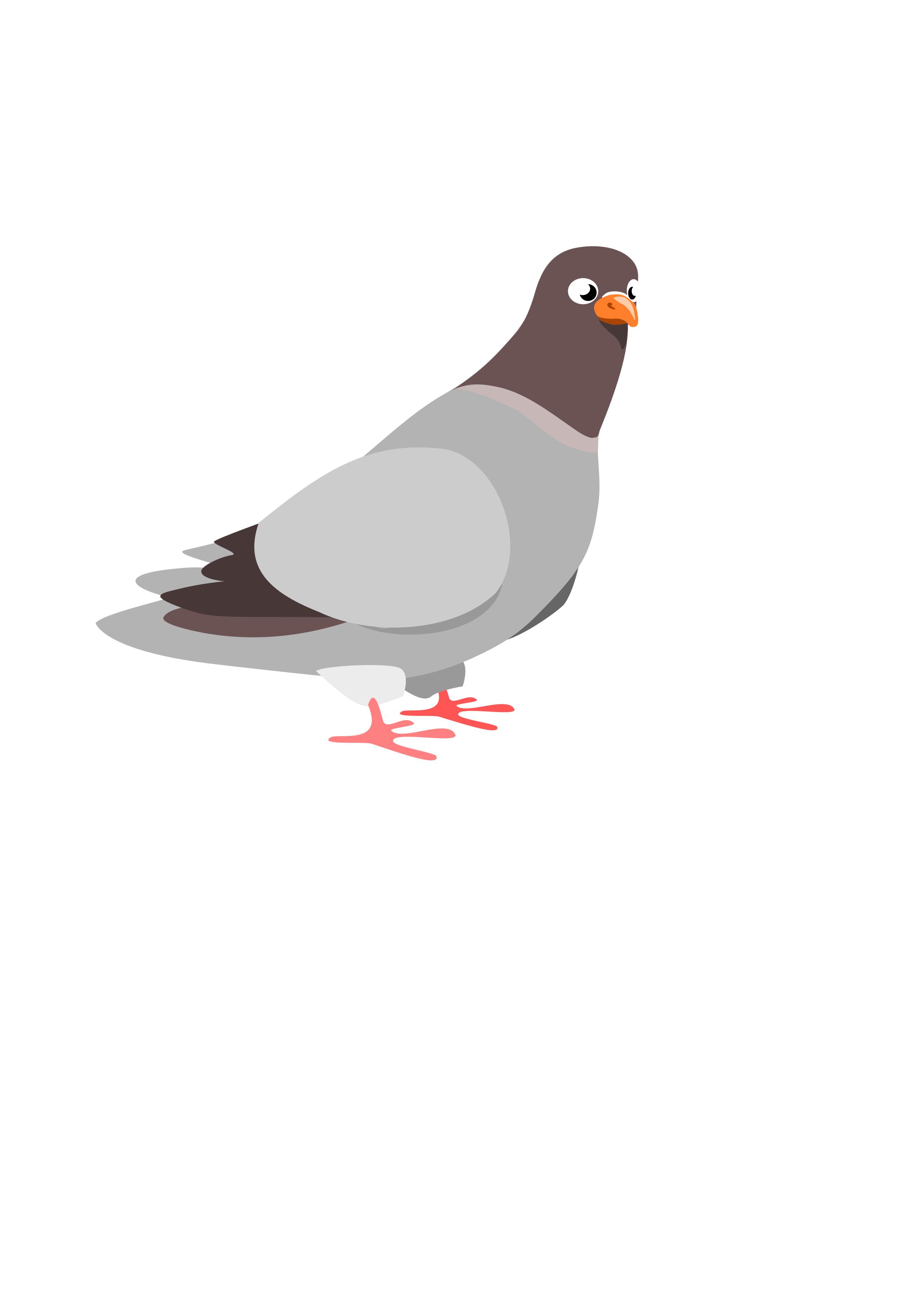 pigeon png