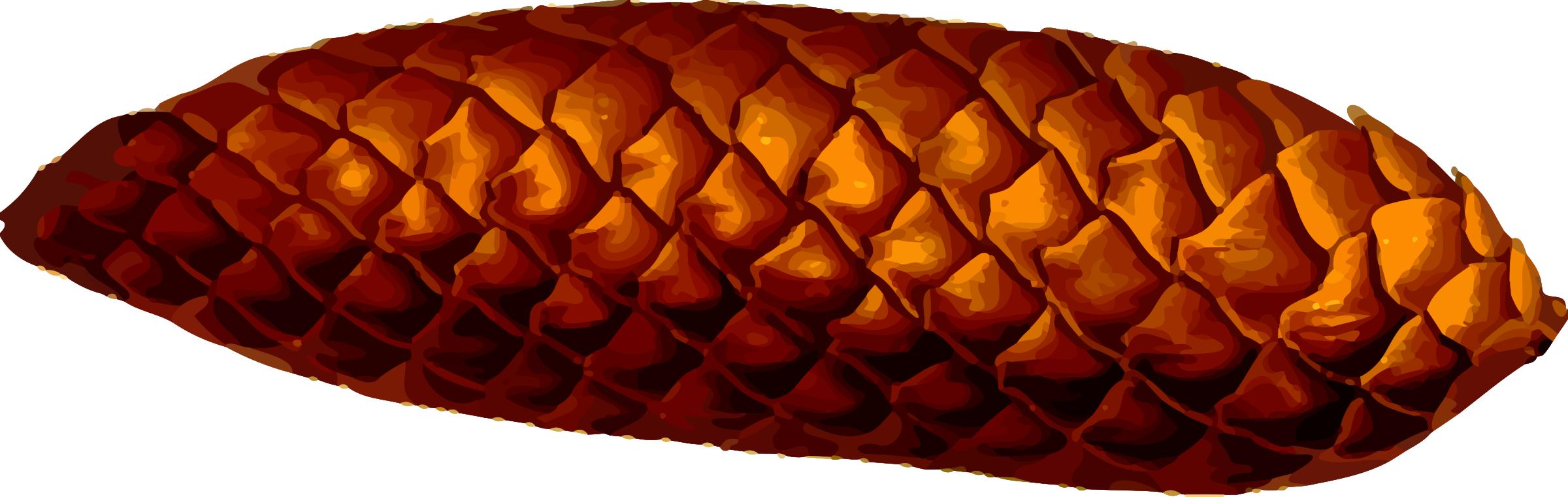 Pine cone (detailed) png