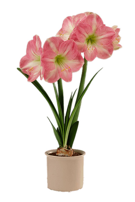Pink and White Amaryllis In Flower Pot icons