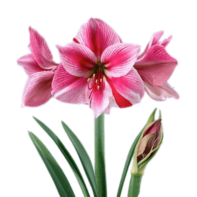 Pink and White Amaryllis png icons