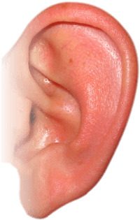 Pink Ear png icons