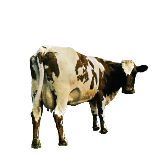 Pink Floyd Atom Heart Mother png icons