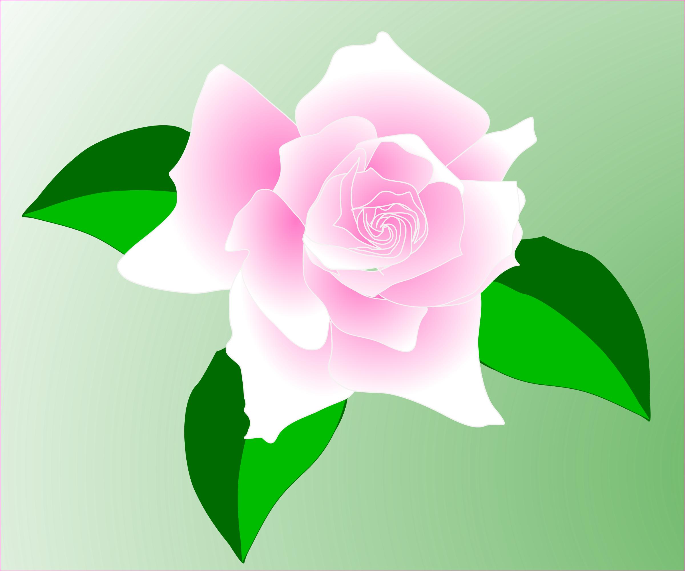 Pink rose png