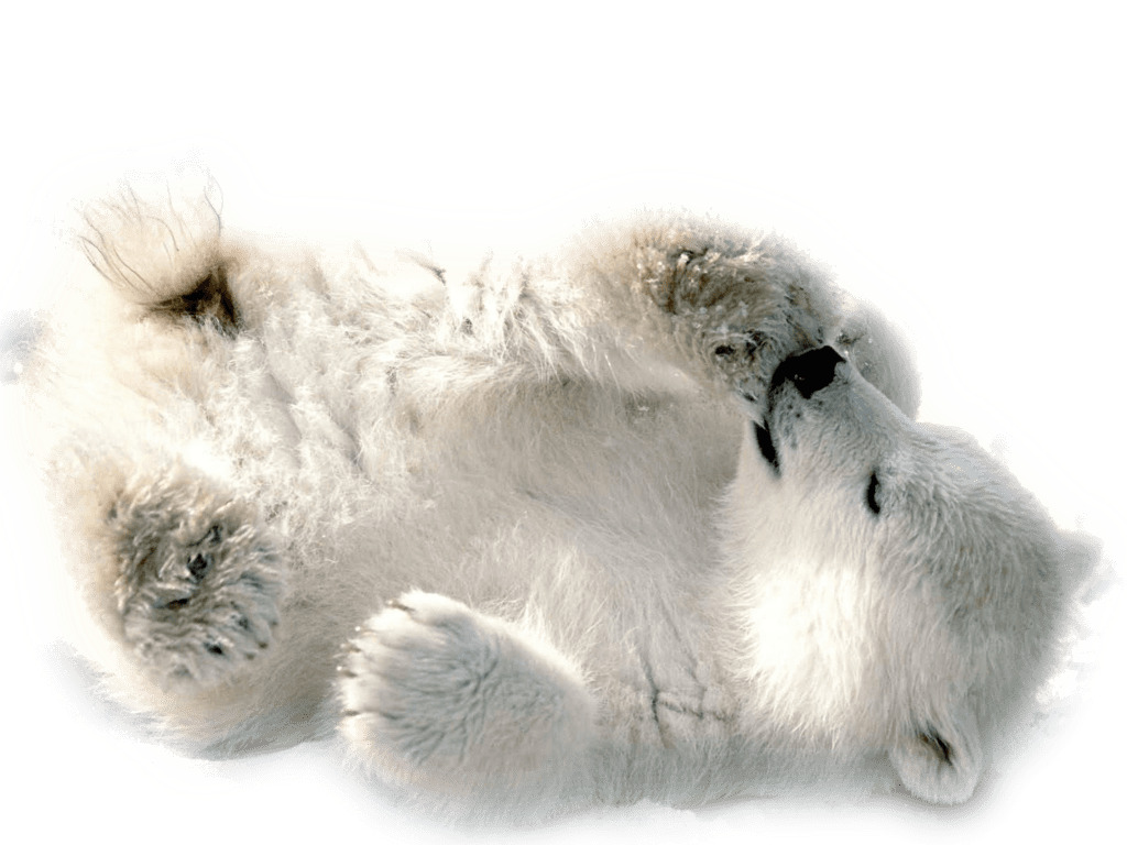 Polar Bear Baby Playing png icons