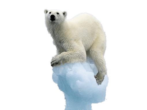 Polar Bear on Melting Iceberg png
