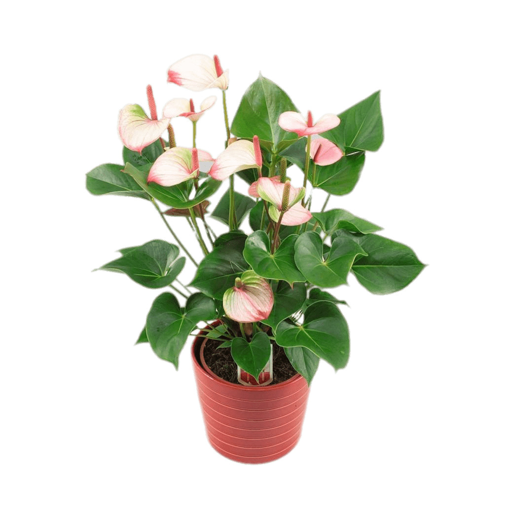 Potted Anthurium icons
