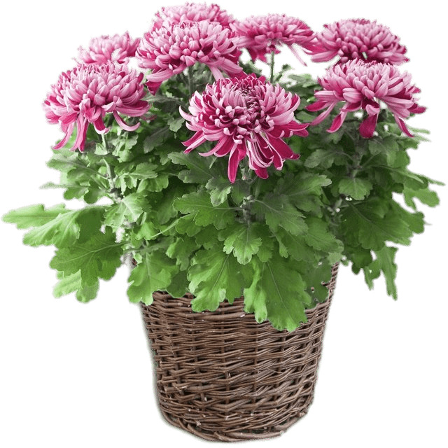 Potted Pink Chrysanthemum png icons