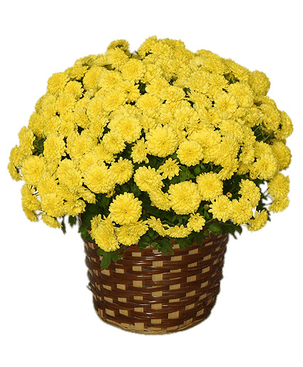 Potted Yellow Chrysanthemum png icons