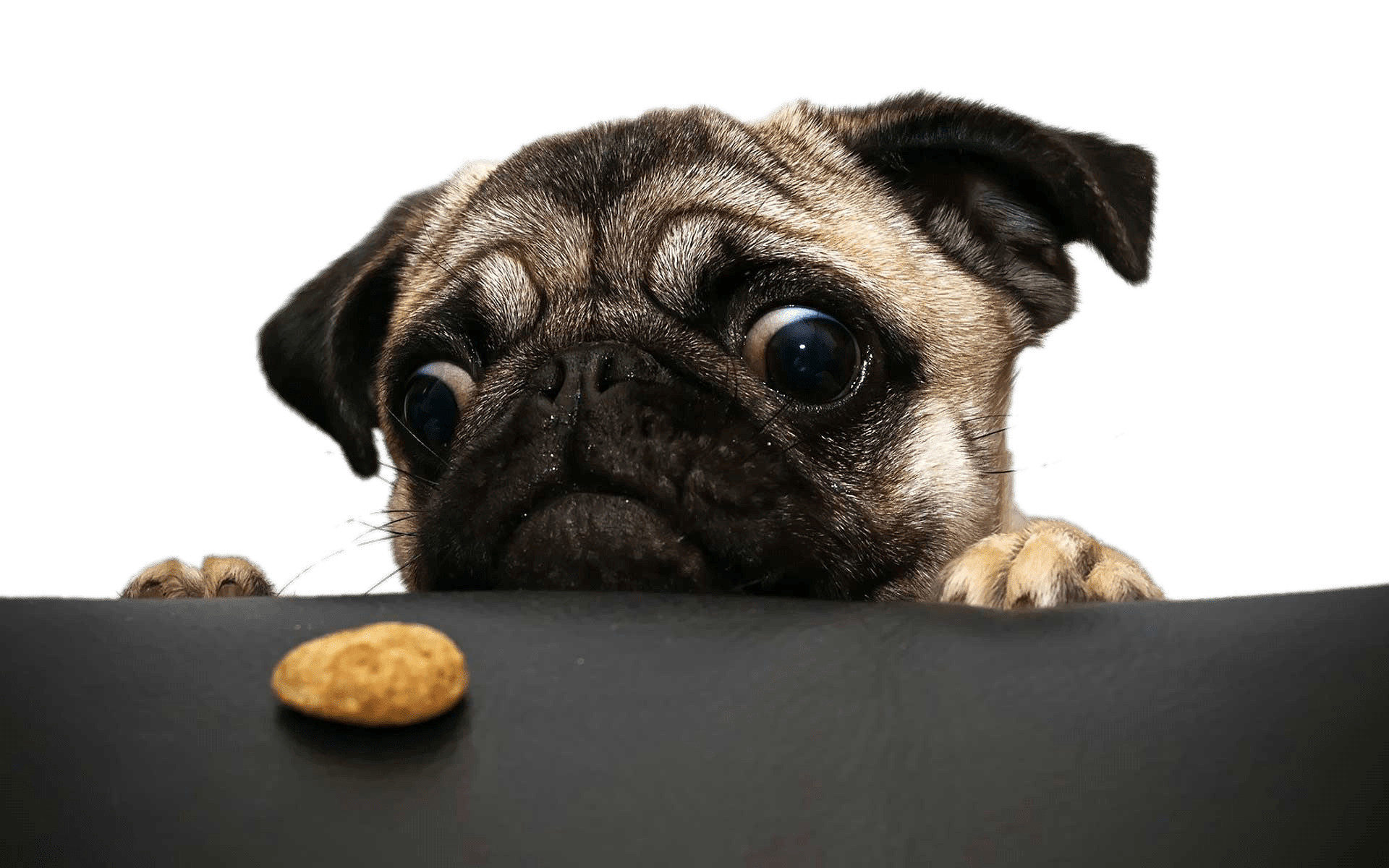 Pug Looking At Cookie png icons