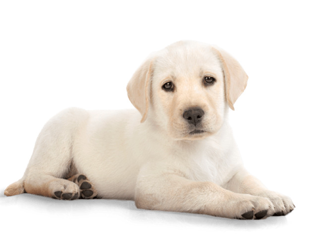 Puppy Dog Labrador png icons