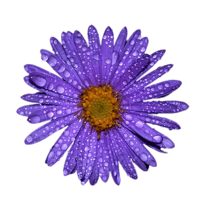 Purple Aster With Water Droplets on Leaves PNG icons