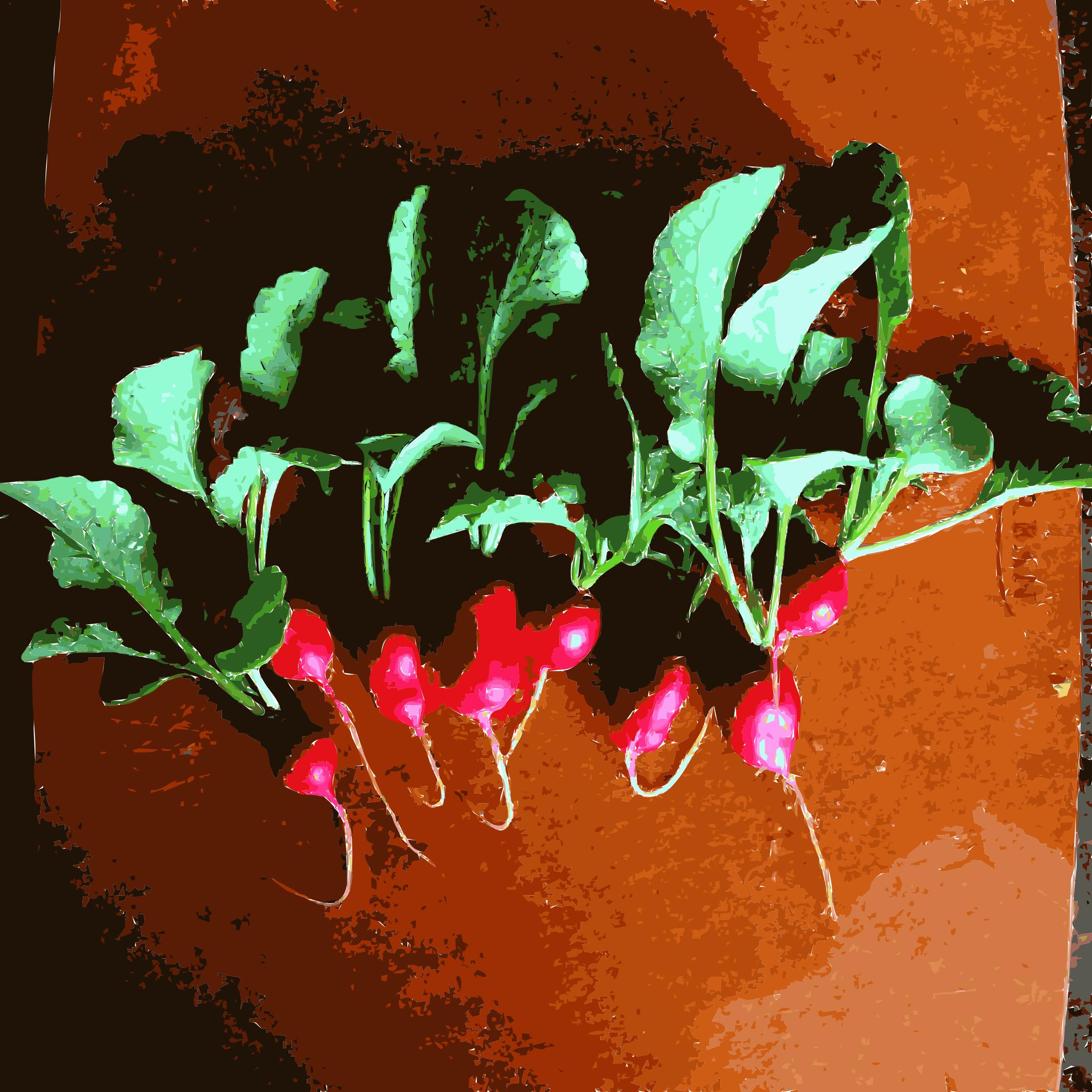 Radishes from the garden png