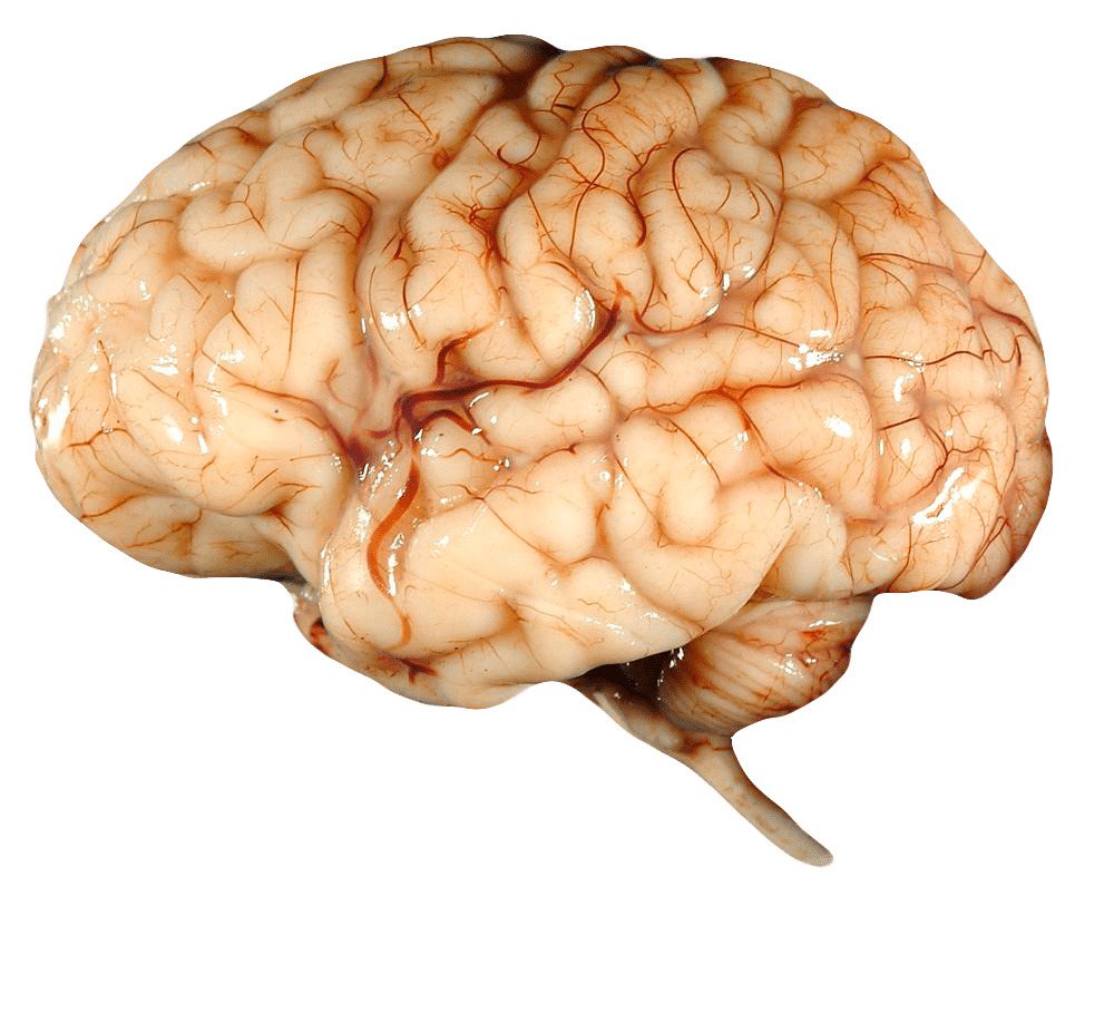 Real Brain png icons
