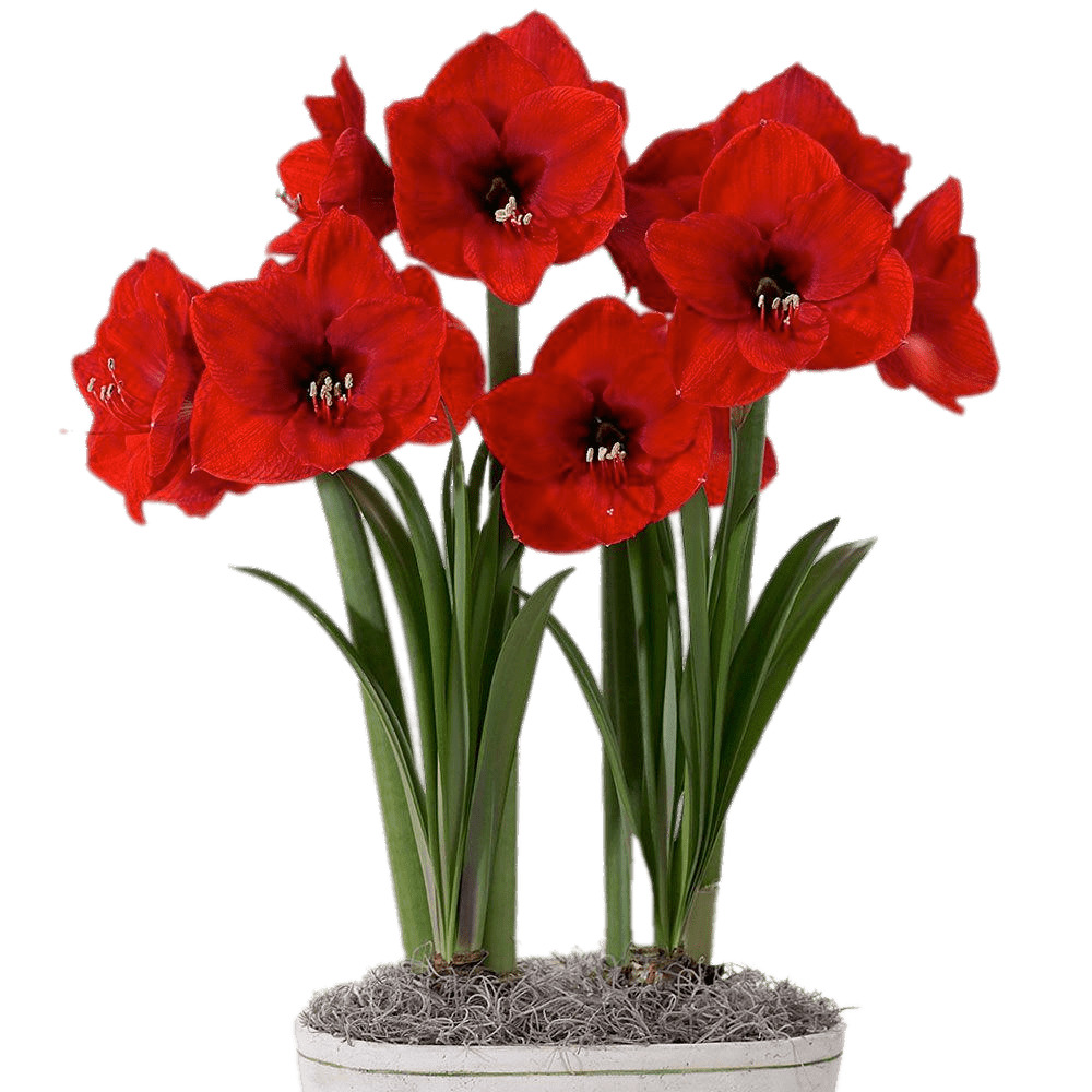 Red Amaryllis In Flower Pot icons