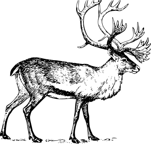 Reindeer (Caribou) Drawing Black and White png icons