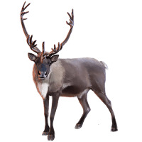Reindeer (Caribou) Front View icons